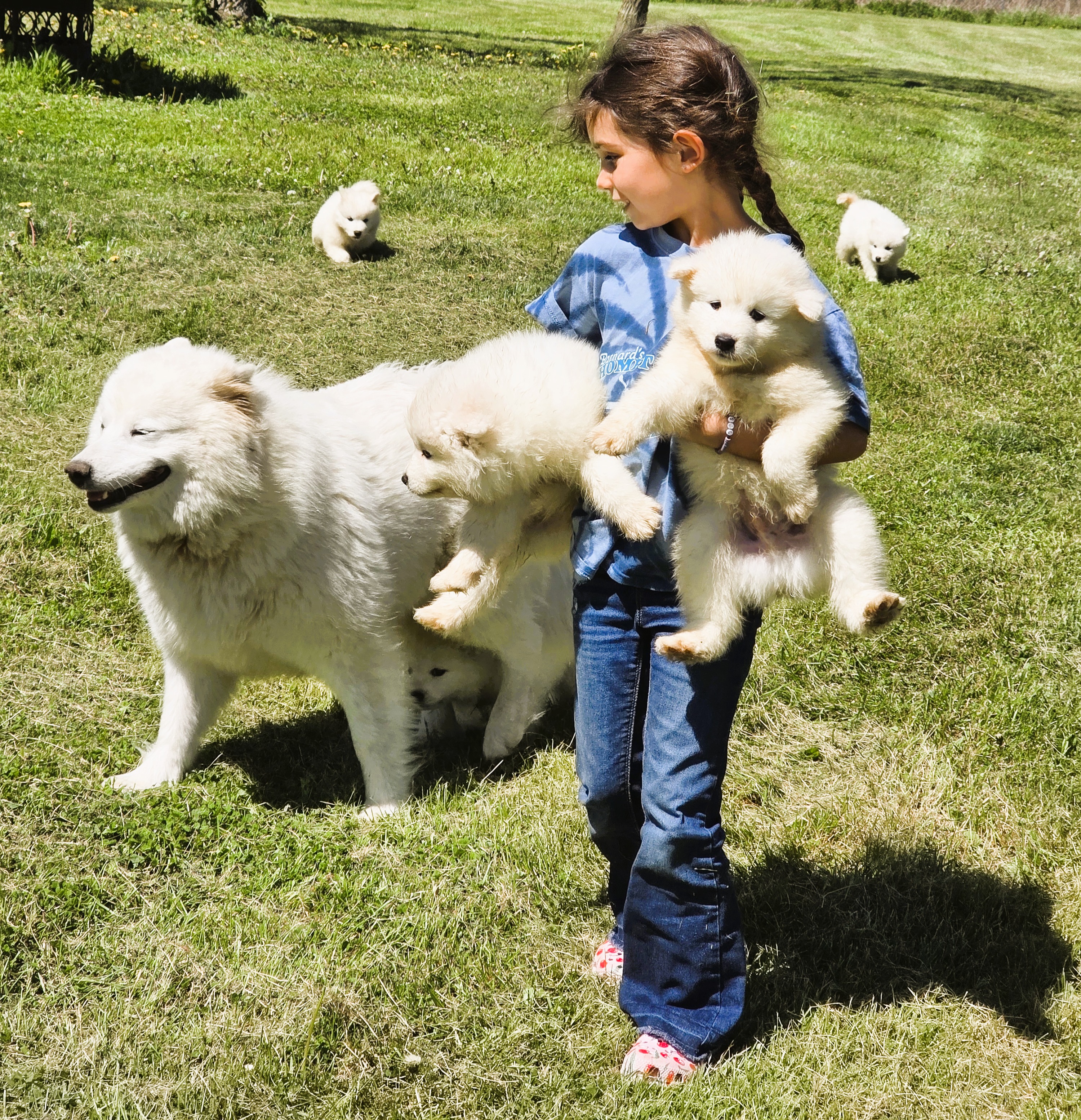 New York Samoyeds — Beautiful White Samoyed dogs