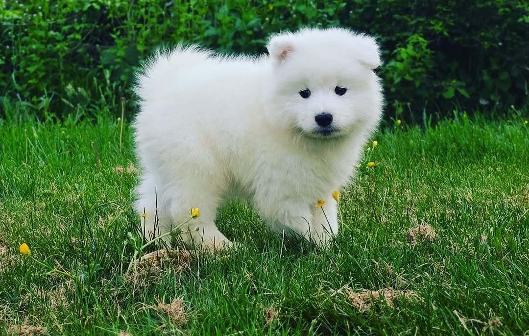 New York Samoyeds — Beautiful White Samoyed dogs