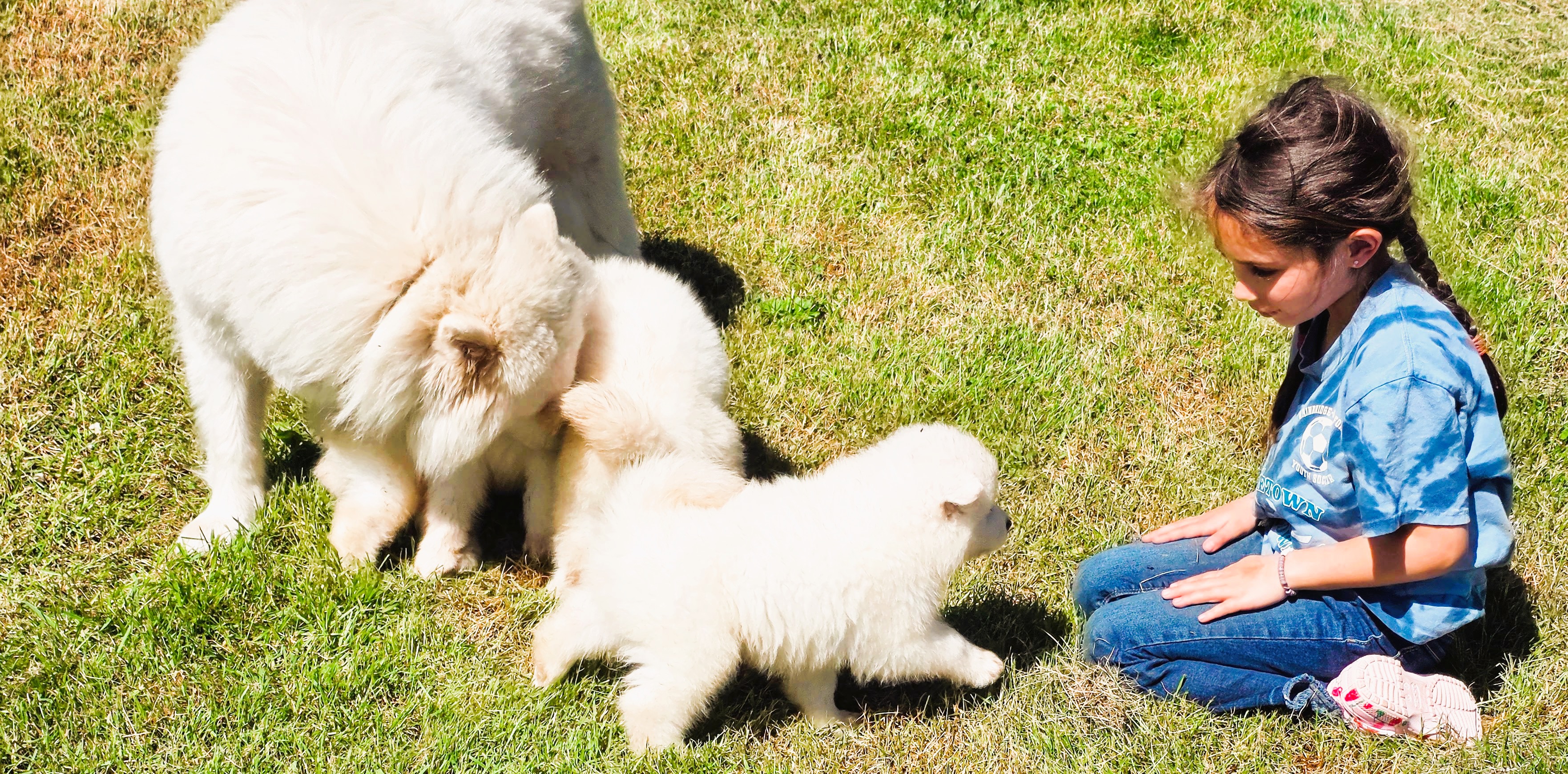 New York Samoyeds — Beautiful White Samoyed dogs