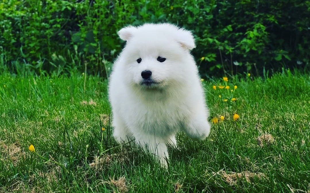 New York Samoyeds — Beautiful White Samoyed dogs